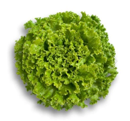 LECHUGA ORGANICA