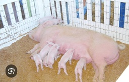 Concha ó Cascarilla de Arroz 🌾