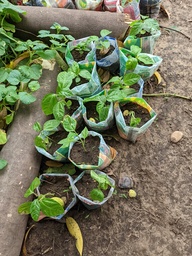 Plantas de parchita amarilla