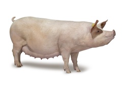 Programa Mejoramiento Genético Porcino 