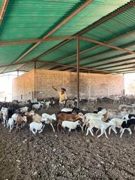 Ovejos mestizos en pie