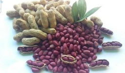 Mani en concha y semilla