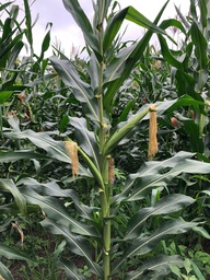 Venta de maíz amarillo para jojoto 