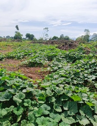 Semilla de Auyama F2 