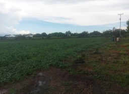 Semilla de Patilla Santa Amelia F2, 