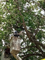 Mantenimiento de jardines y poda de arboles